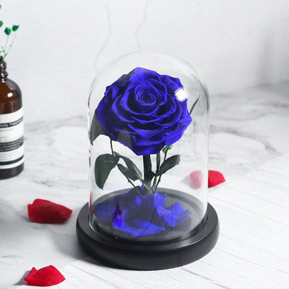 Prestigious Blue Rose with Box