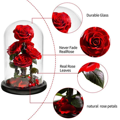 Premium Eternal Rose in Glass Dome ( color choice )